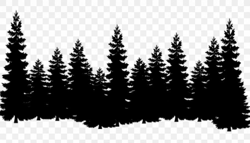 Eastern White Pine Tree Clip Art Cedar, PNG, 834x480px, Pine, American Larch, Balsam Fir, Biome, Blackandwhite Download Free