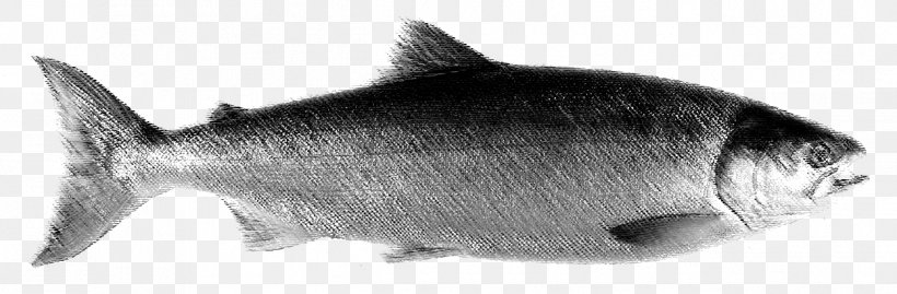 Rainbow Trout Recreational Fishing, PNG, 1249x410px, Rainbow Trout, Animal, Animal Figure, Artwork, Black And White Download Free