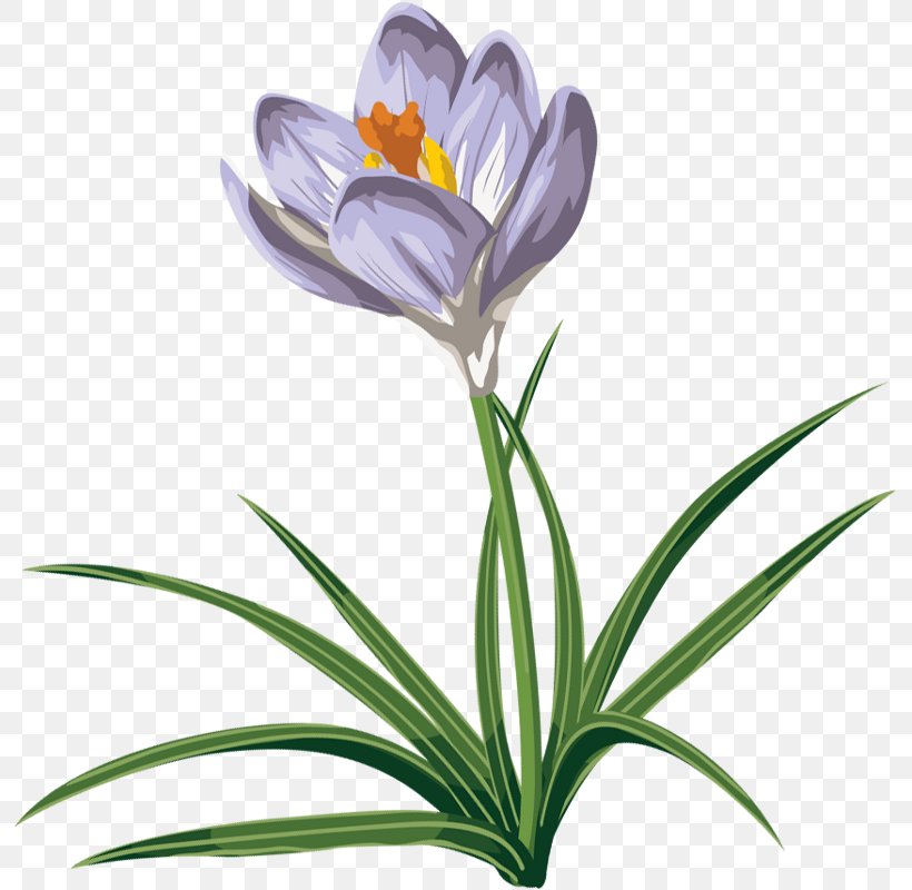 Crocus Vernus Autumn Crocus Crocus Flavus Clip Art, PNG, 793x800px, Crocus Vernus, Autumn Crocus, Blossom, Color, Crocus Download Free