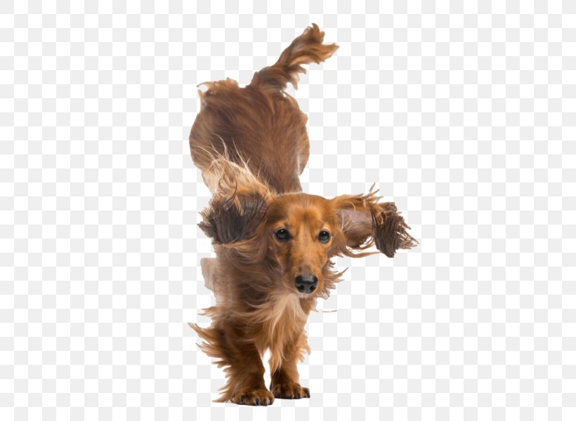 Dog Breed Puppy Dachshund Companion Dog Nail Art, PNG, 482x600px, Dog Breed, Carnivoran, Companion Dog, Dachshund, Decal Download Free