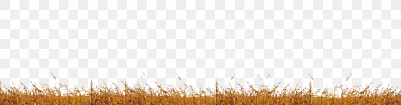 Grasses Wheat Commodity Sky Grain, PNG, 2000x525px, Grasses, Cereal, Commodity, Family, Field Download Free