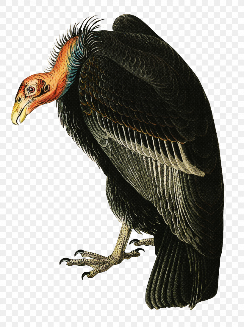 Bird Vulture Beak Condor California Condor, PNG, 1400x1875px, Bird, Andean Condor, Beak, Bird Of Prey, California Condor Download Free