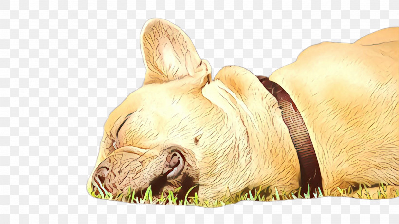 French Bulldog, PNG, 2668x1499px, French Bulldog, Companion Dog, Dog, Fawn, Grass Download Free