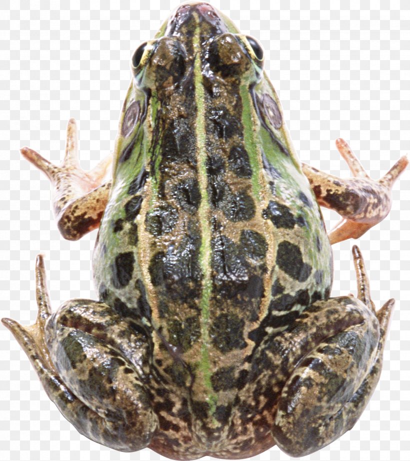 Frog Clip Art, PNG, 1728x1942px, Frog, Amphibian, Animal, Bullfrog, Display Resolution Download Free