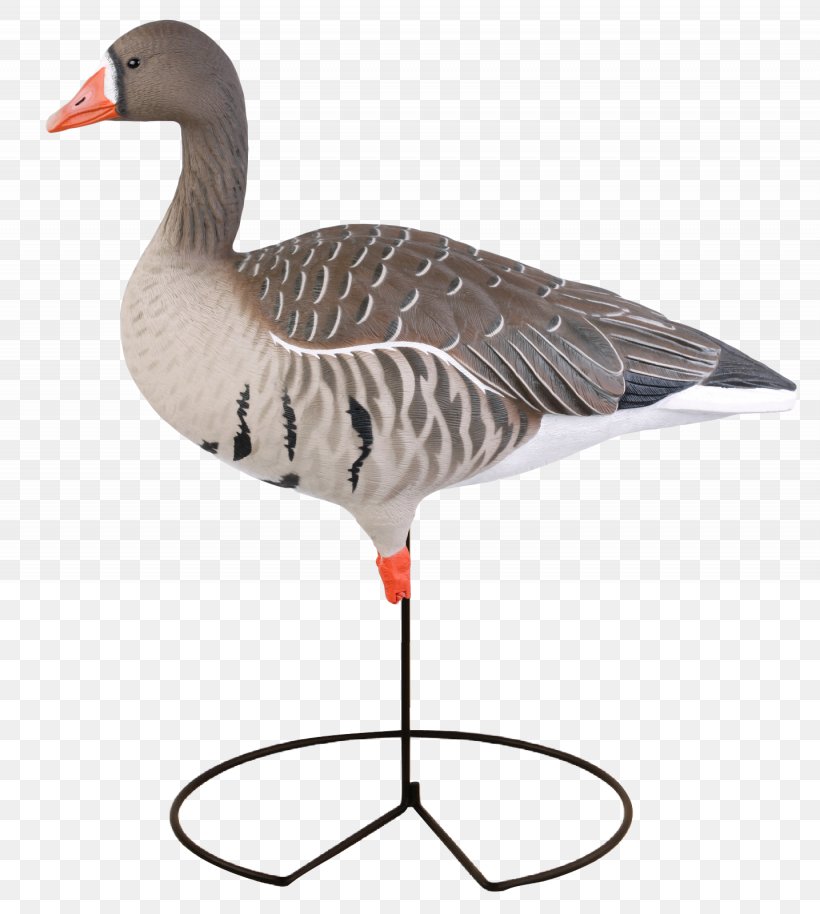 Greater White-fronted Goose Mallard Duck Decoy, PNG, 1435x1600px, Goose, Beak, Bird, Canada Goose, Dakota Decoy Llc Download Free