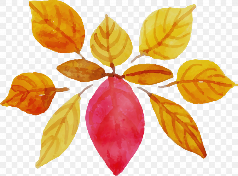 Petal, PNG, 3000x2227px, Watercolor Autumn, Paint, Petal, Watercolor, Watercolor Autumn Leaf Download Free
