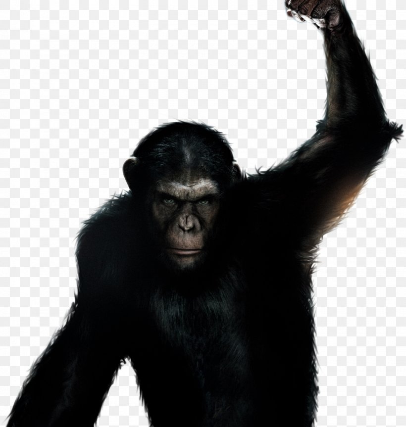 Planet Of The Apes YouTube Science Fiction Film Book, PNG, 1520x1600px, Ape, Aggression, Book, Charlton Heston, Chimpanzee Download Free