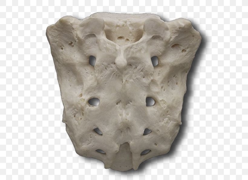 Sacrum Bone Sacral Canal Median Sacral Crest Pelvis, PNG, 581x597px, Sacrum, Anatomy, Articular Processes, Artifact, Bone Download Free