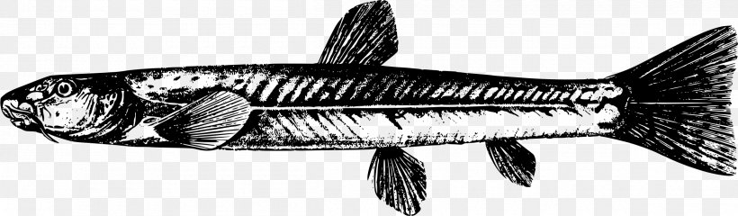 Triplophysa Dalaica Sardine Fish Clip Art, PNG, 2400x703px, Sardine, Animal, Black And White, Bony Fish, Catfish Download Free