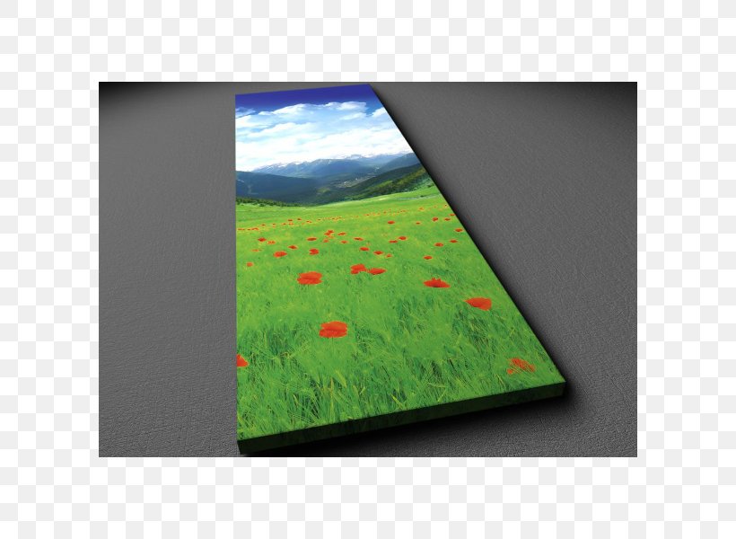 Ecosystem Meadow Rectangle, PNG, 600x600px, Ecosystem, Grass, Green, Meadow, Rectangle Download Free