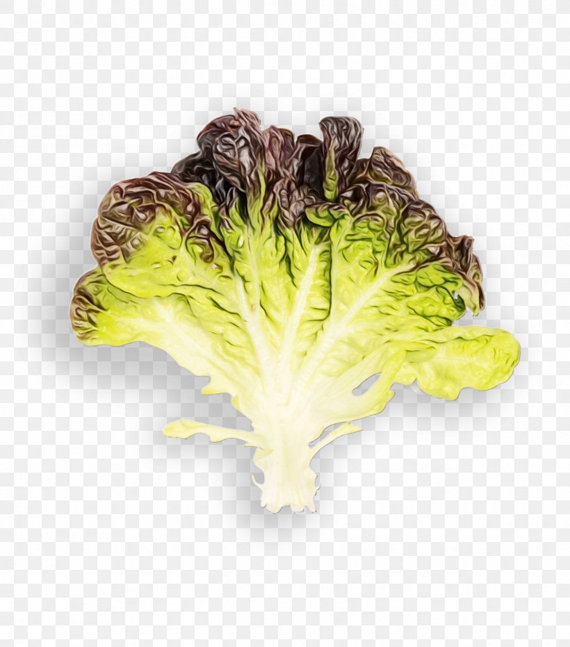 Leaf Vegetable Vegetable Red Leaf Lettuce Lettuce Romaine Lettuce, PNG, 1321x1500px, Watercolor, Cabbage, Chinese Cabbage, Cruciferous Vegetables, Food Download Free