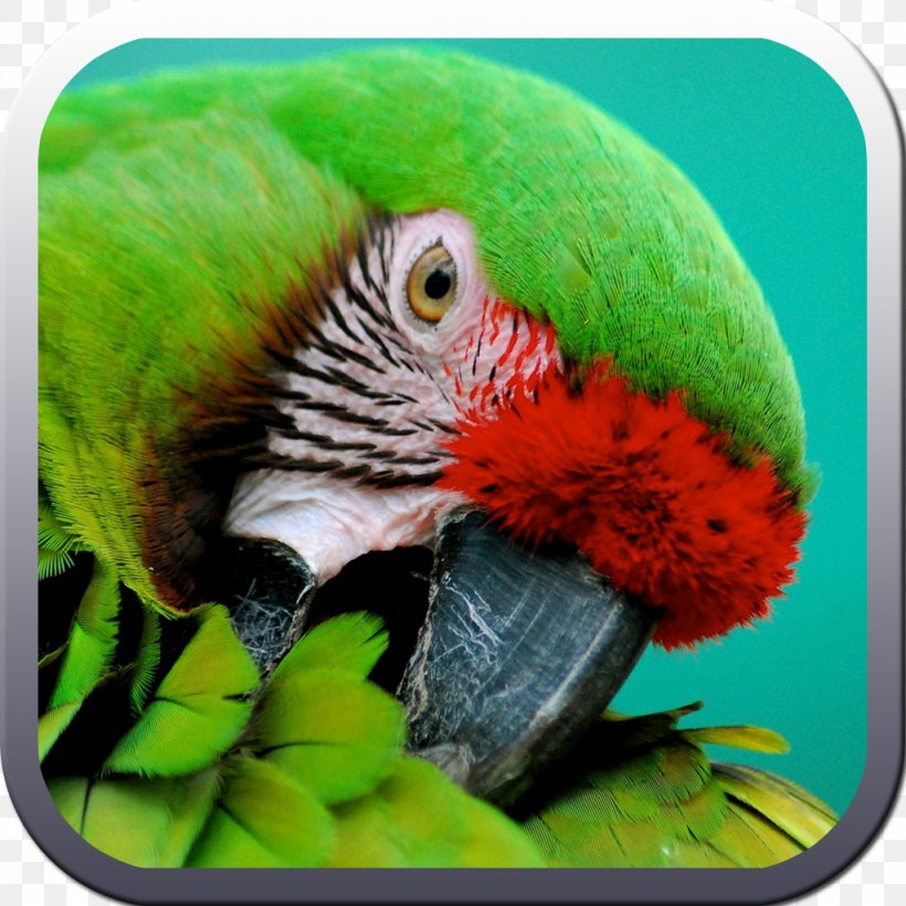 Parrot High-definition Television Desktop Wallpaper 1080p 4K Resolution,  PNG, 1024x1024px, 4k Resolution, Parrot, Beak, Bird,