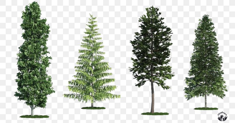 Spruce Fir White Poplar Tree Scots Pine, PNG, 800x431px, Spruce, Aspen, Biome, Branch, Cedar Download Free