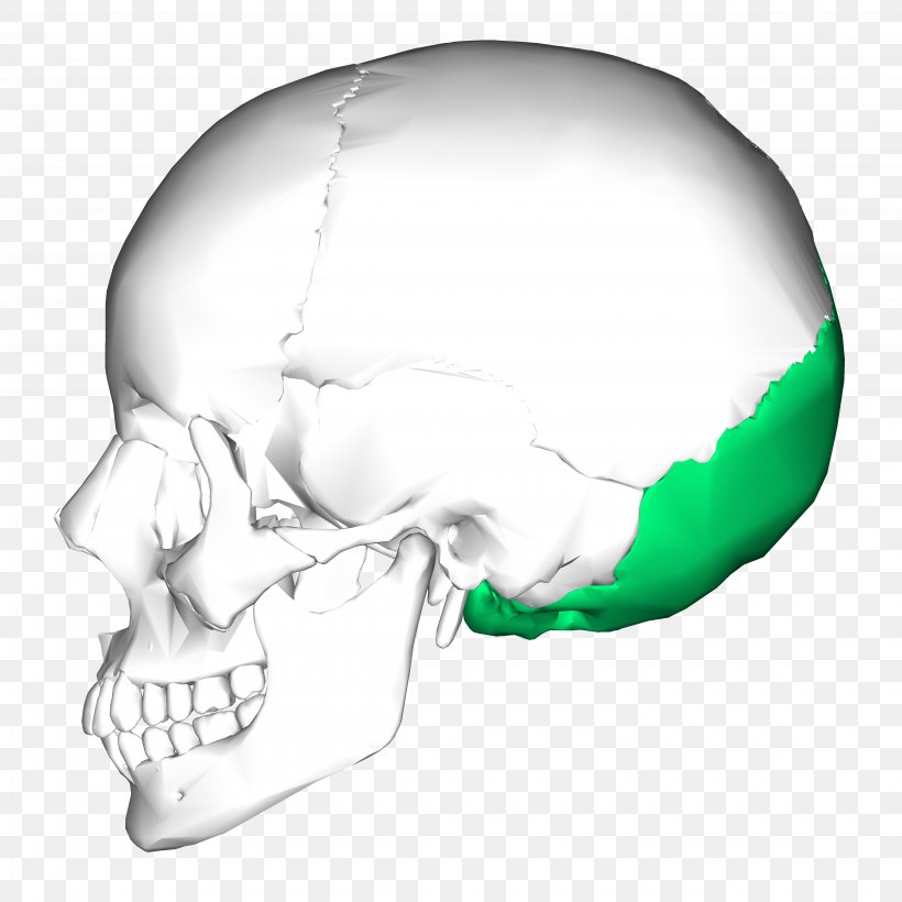 Temporal Bone Occipital Bone Skull Temporal Lobe, PNG, 4500x4500px, Temporal Bone, Anatomy, Base Of Skull, Bone, Cranial Nerves Download Free