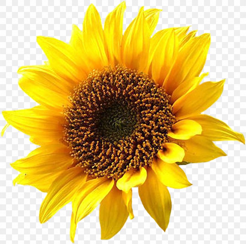 Common Sunflower Clip Art, PNG, 1268x1257px, Common Sunflower, Annual Plant, Daisy Family, Drawing, Flower Download Free