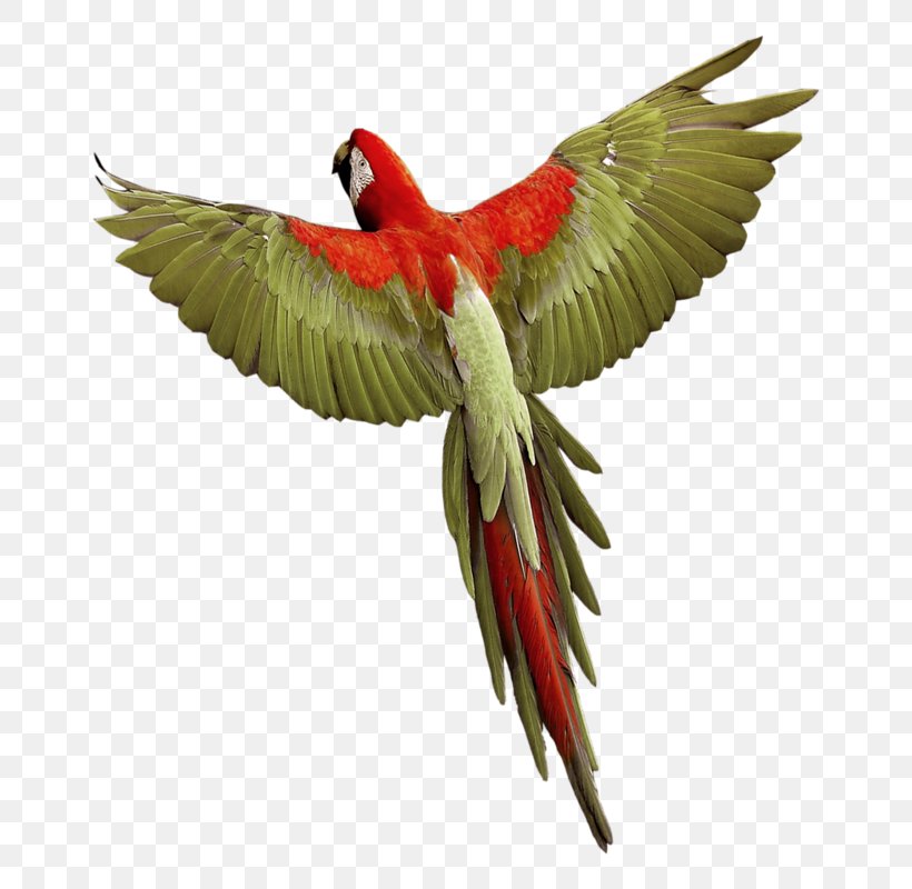 Budgerigar Parrot Bird Macaw, PNG, 716x800px, Budgerigar, Aile, Beak, Bird, Common Pet Parakeet Download Free