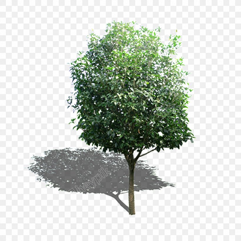 Green Branch Tree Garden Image, PNG, 1024x1024px, Green, Branch, Color, Garden, Plane Tree Family Download Free