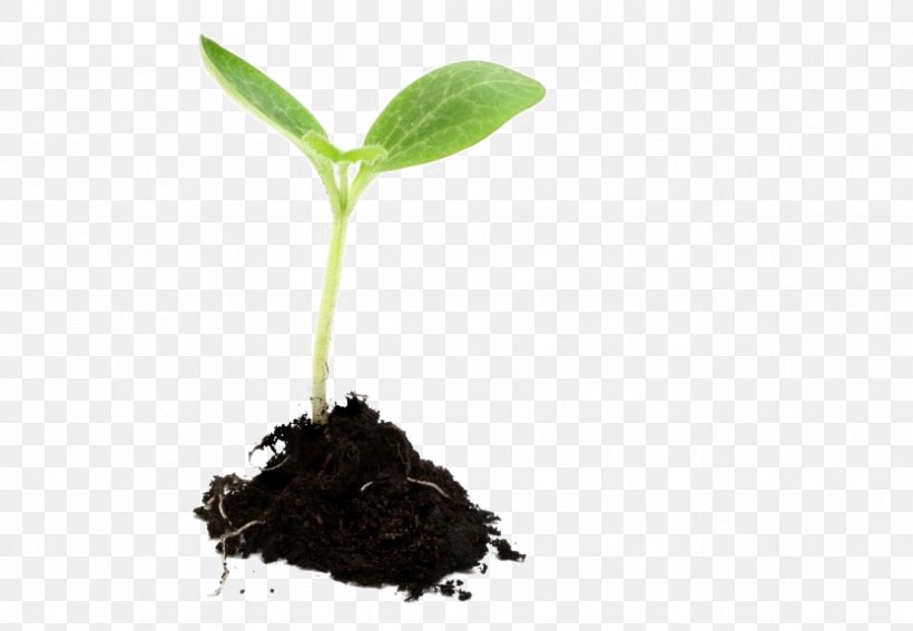 Growing Plants Seedling Sowing, PNG, 833x576px, Plants, Coffee, Flower, Germination, Growing Plants Download Free