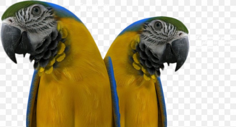 Macaw Parakeet Beak Pet, PNG, 983x531px, Macaw, Beak, Bird, Common Pet Parakeet, Parakeet Download Free