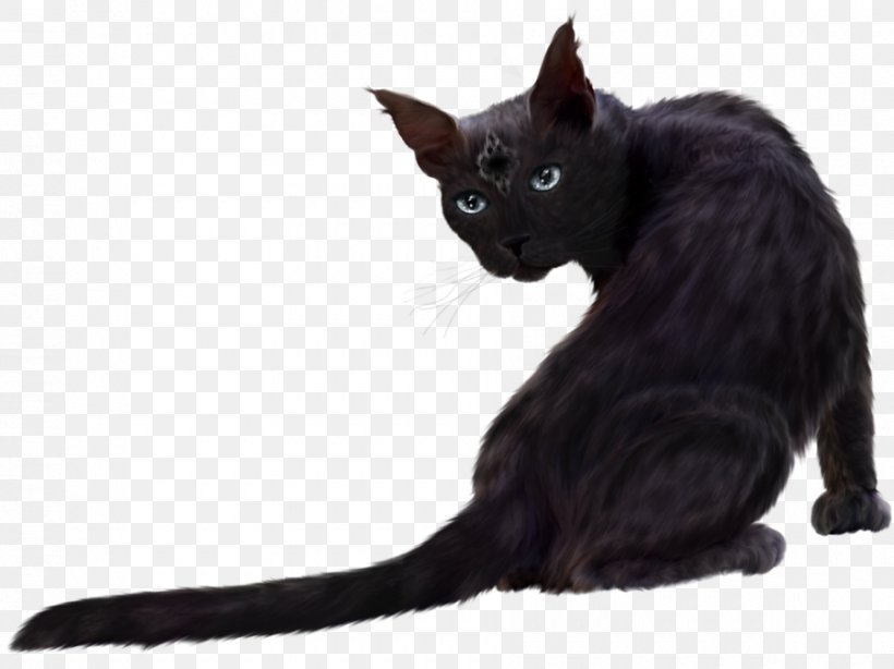 Persian Cat Black Cat Kitten Clip Art, PNG, 900x674px, Persian Cat, Animal, Black Cat, Bombay, Carnivoran Download Free