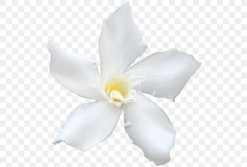 White Oleander Common Sunflower Plant, PNG, 523x554px, White Oleander, Apocynaceae, Canvas, Canvas Print, Cattleya Download Free