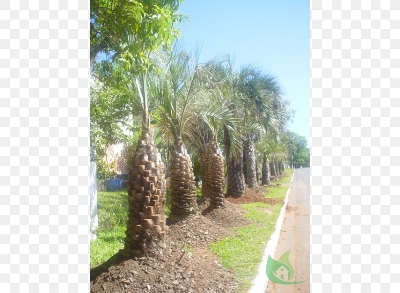 Babassu Property Plant Community Oil Palms Land Lot, PNG, 600x600px, Babassu, Arecaceae, Arecales, Attalea, Attalea Speciosa Download Free