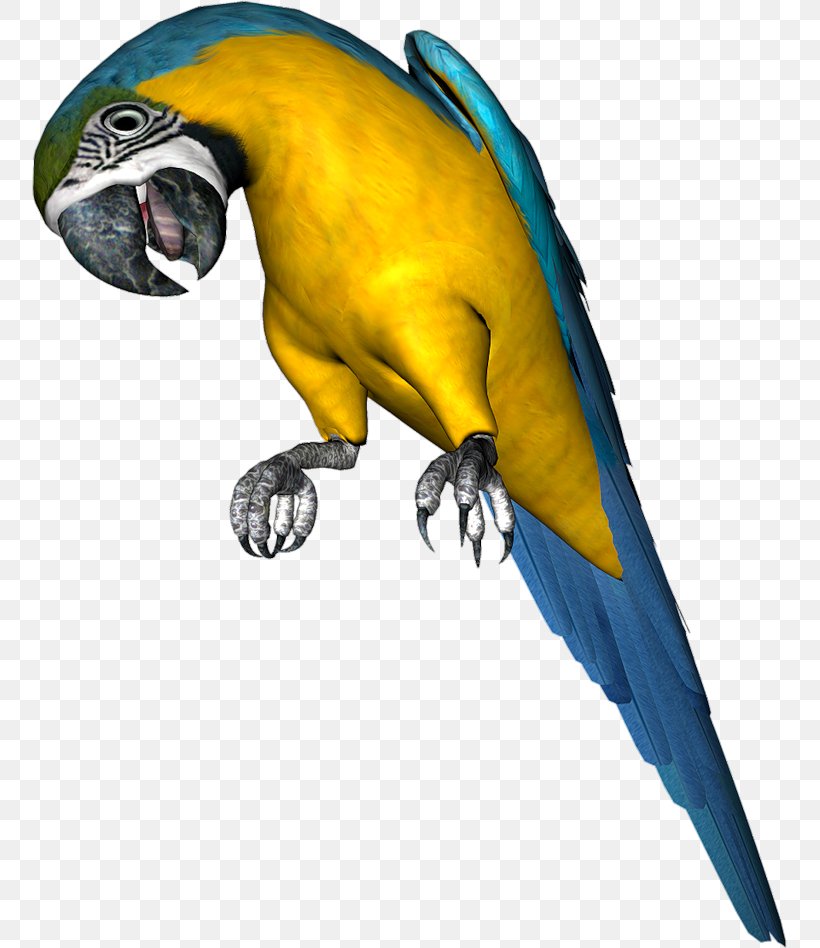 Budgerigar Parrot Bird Parakeet, PNG, 755x948px, Budgerigar, Beak, Bird, Blueandyellow Macaw, Common Pet Parakeet Download Free