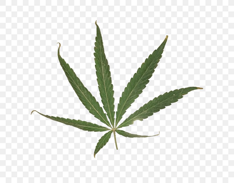 Cannabis Sativa Leaf Cannabaceae, PNG, 640x640px, Cannabis, Cannabaceae, Cannabis Industry, Cannabis Magazine, Cannabis Sativa Download Free