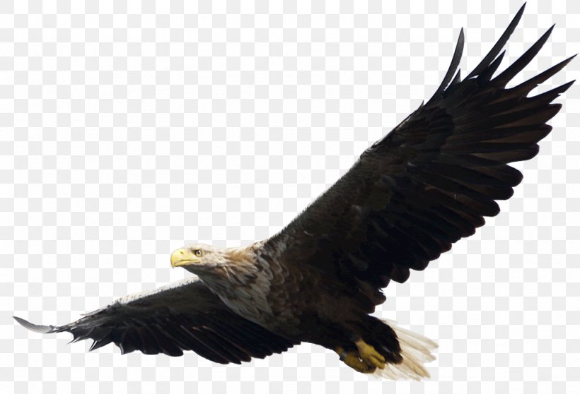 Eagle Download Clip Art, PNG, 1024x697px, Eagle, Accipitriformes, Bald Eagle, Beak, Bird Download Free
