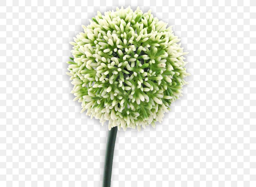Flower, PNG, 600x600px, Flower, Grass, Plant Download Free