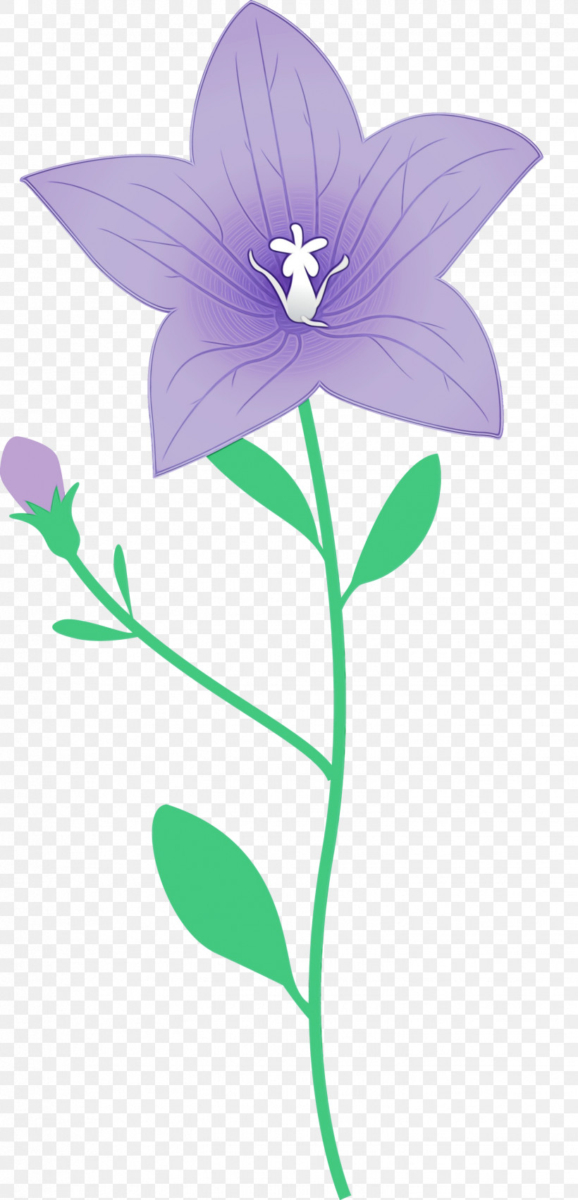 Lavender, PNG, 1444x2999px, Balloon Flower, Biology, Flora, Flower, Herbaceous Plant Download Free