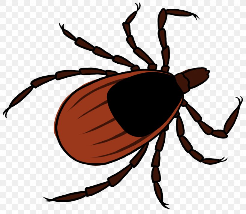 Tick DEET Household Insect Repellents Weevil, PNG, 874x760px, Tick, Arthropod, Artwork, Beetle, Bumper Crop Download Free