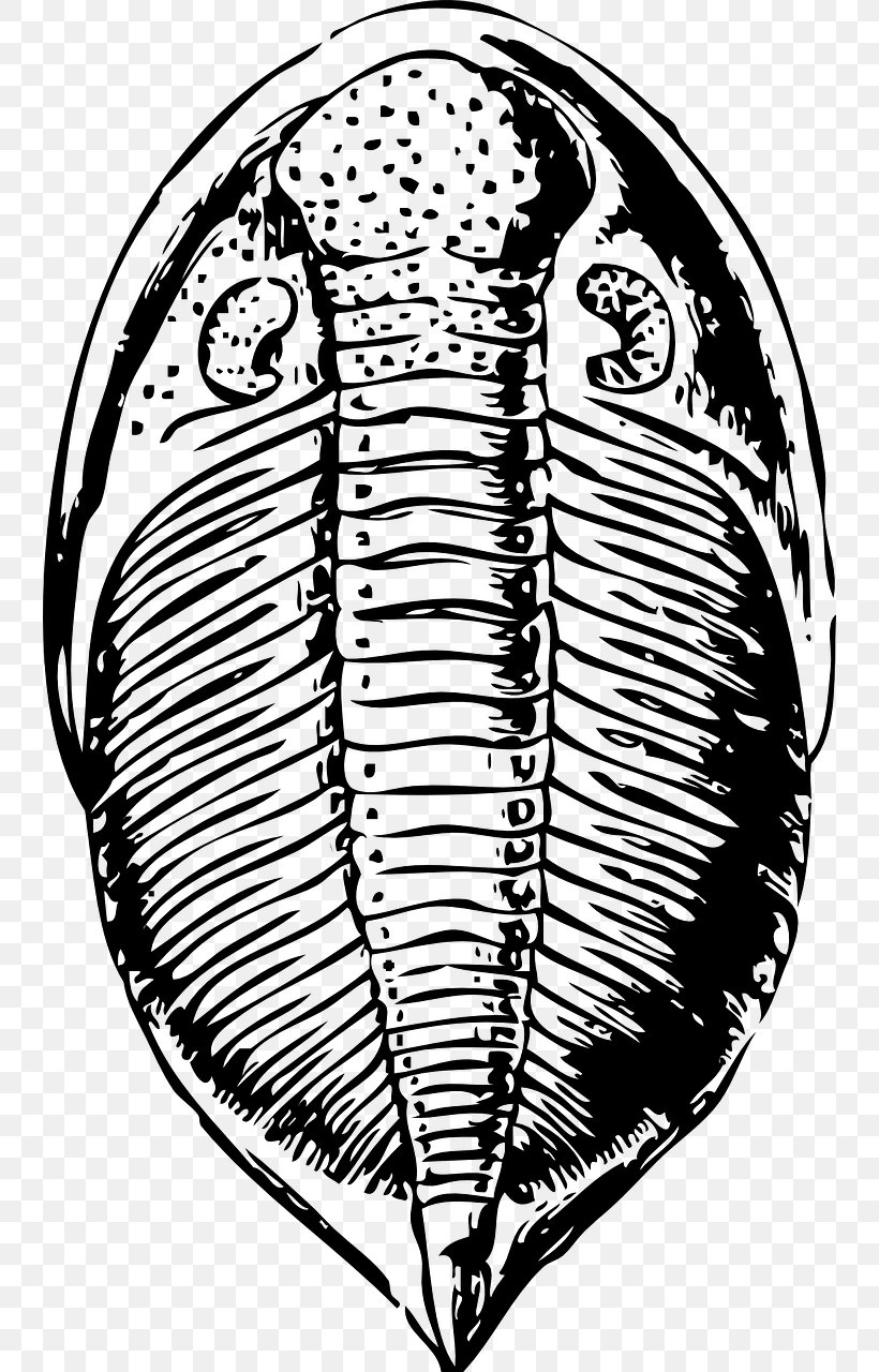 Trilobite Fossil Clip Art, PNG, 740x1280px, Watercolor, Cartoon, Flower, Frame, Heart Download Free
