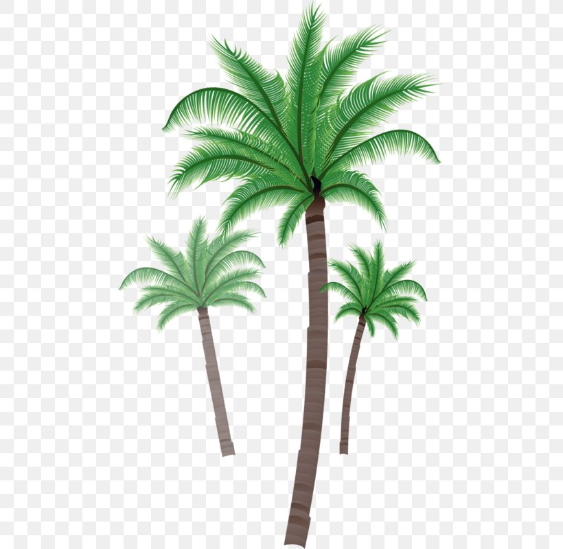 Asian Palmyra Palm Coconut Südseefieber Arecaceae Clip Art, PNG, 476x800px, Asian Palmyra Palm, Arecaceae, Arecales, Borassus Flabellifer, Cartoon Download Free