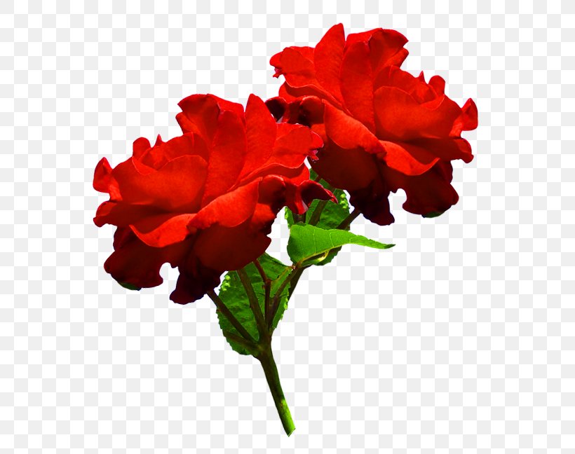 Garden Roses Cut Flowers Red, PNG, 605x648px, Rose, Annual Plant, Azalea, Begonia, Carnation Download Free