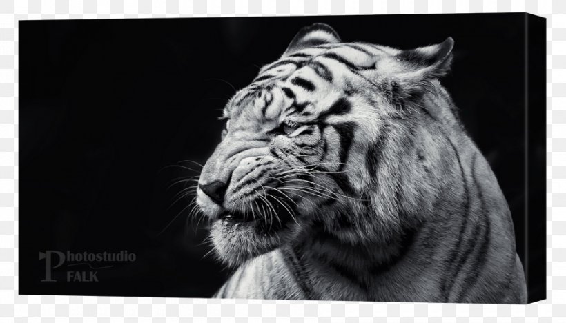 Golden Tiger Black Tiger White Tiger High-definition Television, PNG, 900x514px, 4k Resolution, Tiger, Animal, Big Cats, Black And White Download Free
