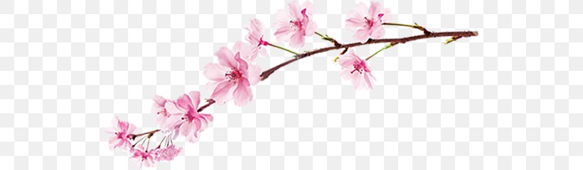 National Cherry Blossom Festival Information Clip Art, PNG, 529x240px, Cherry Blossom, Blog, Blossom, Branch, Bud Download Free