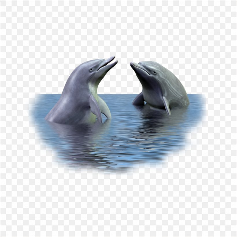 Picture Frame Dolphin, PNG, 1773x1773px, Picture Frame, Adobe Fireworks, Common Bottlenose Dolphin, Dolphin, Fauna Download Free