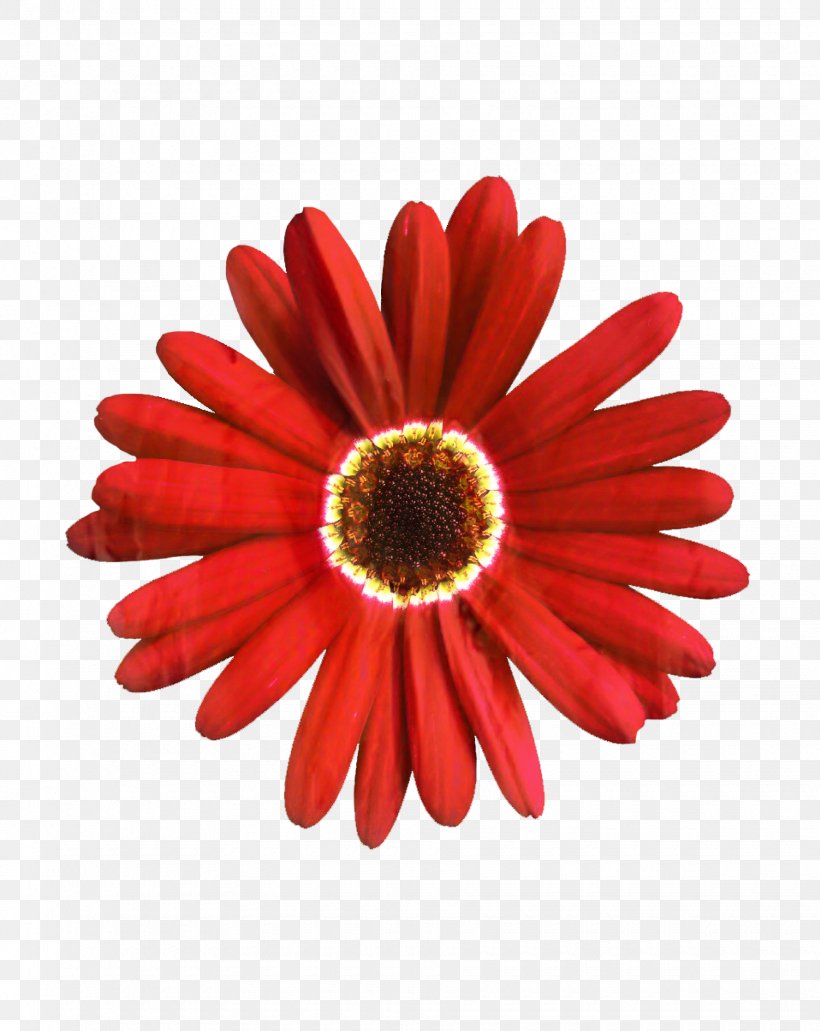 Transvaal Daisy Cut Flowers Close-up Petal, PNG, 1840x2314px, Transvaal Daisy, African Daisy, Barberton Daisy, Closeup, Cut Flowers Download Free