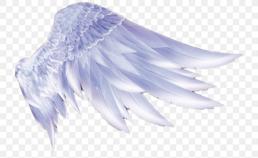 Wing Icon, PNG, 736x503px, Wing, Angel Wing, Feather, Ifwe, Lilac Download Free