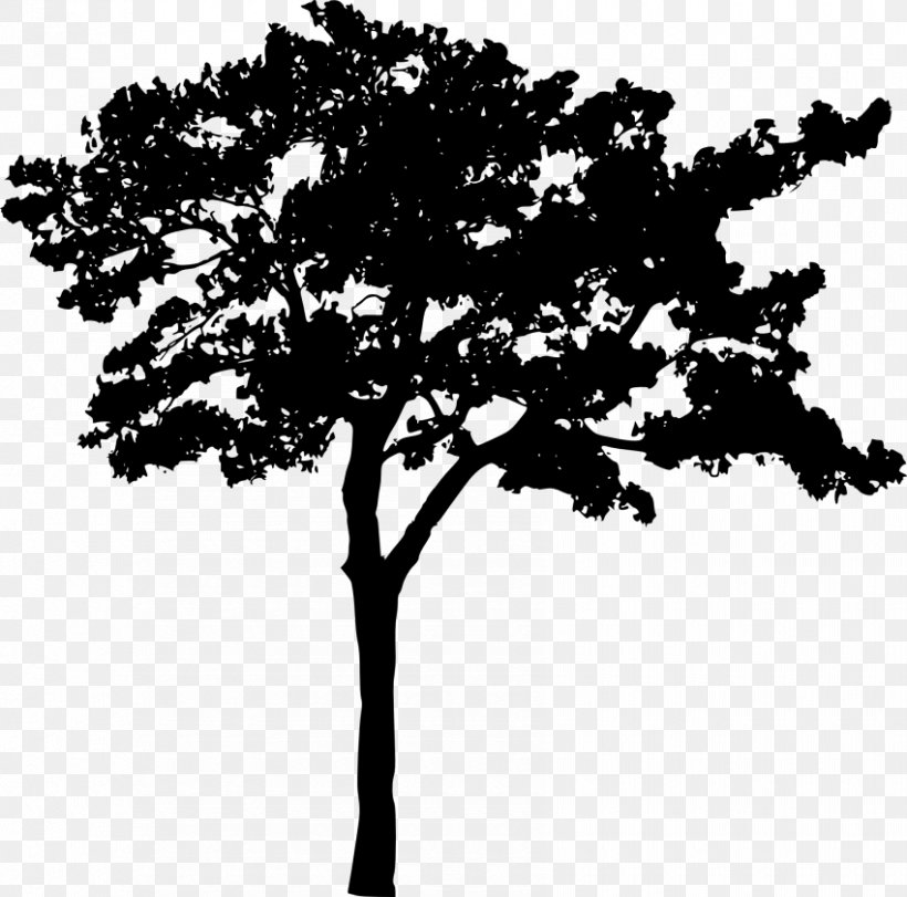 Branch Silhouette, PNG, 850x841px, Branch, Black And White, Christmas Tree, Leaf, Monochrome Download Free