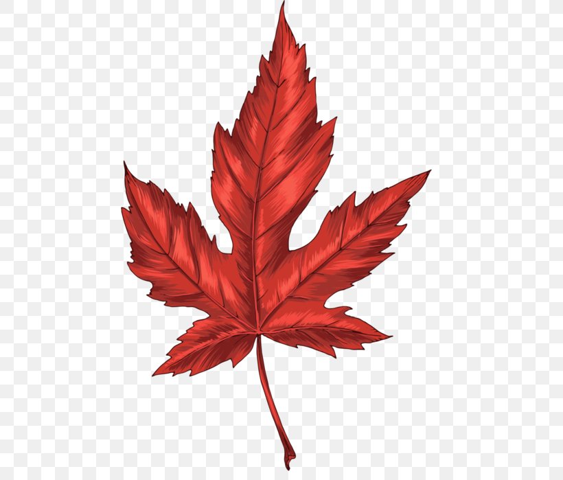 Maple Leaf Autumn Leaves Clip Art, PNG, 467x699px, Maple Leaf, Autumn Leaves, Digital Image, Flowering Plant, Green Download Free