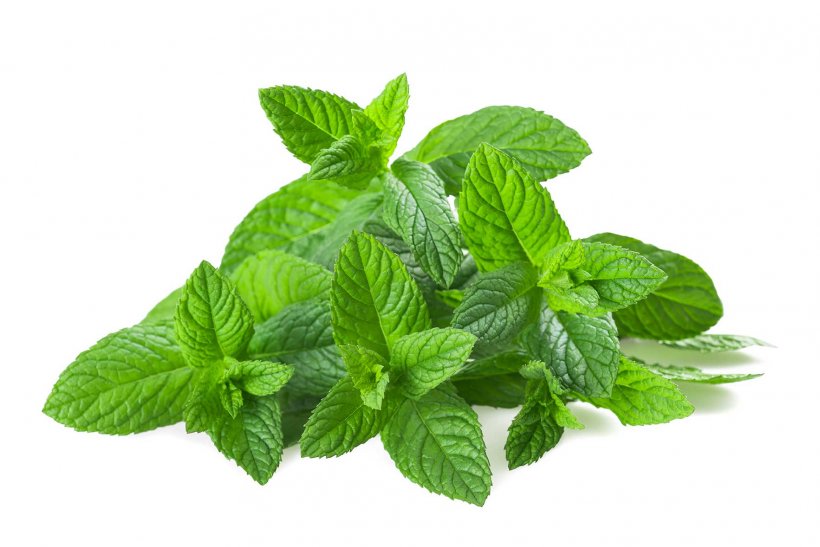 Mentha Spicata Water Mint Pennyroyal Peppermint Leaf, PNG, 1766x1179px, Mentha Spicata, Basil, Herb, Herbaceous Plant, Herbal Download Free