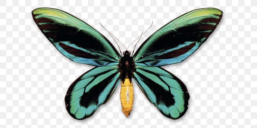 Butterfly New Guinea Queen Alexandra's Birdwing Insect, PNG, 640x410px, Butterfly, Alexandra Of Denmark, Arthropod, Birdwing, Brush Footed Butterfly Download Free