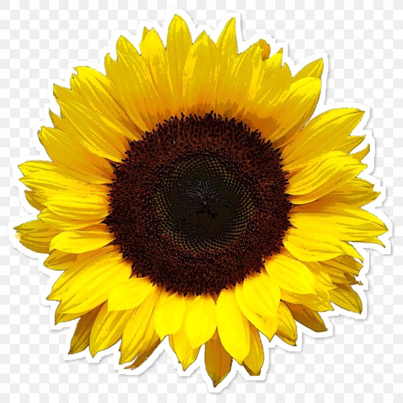 Common Sunflower Image Resolution Clip Art, PNG, 962x962px, Common Sunflower, Asterales, Daisy Family, Display Resolution, Document Download Free