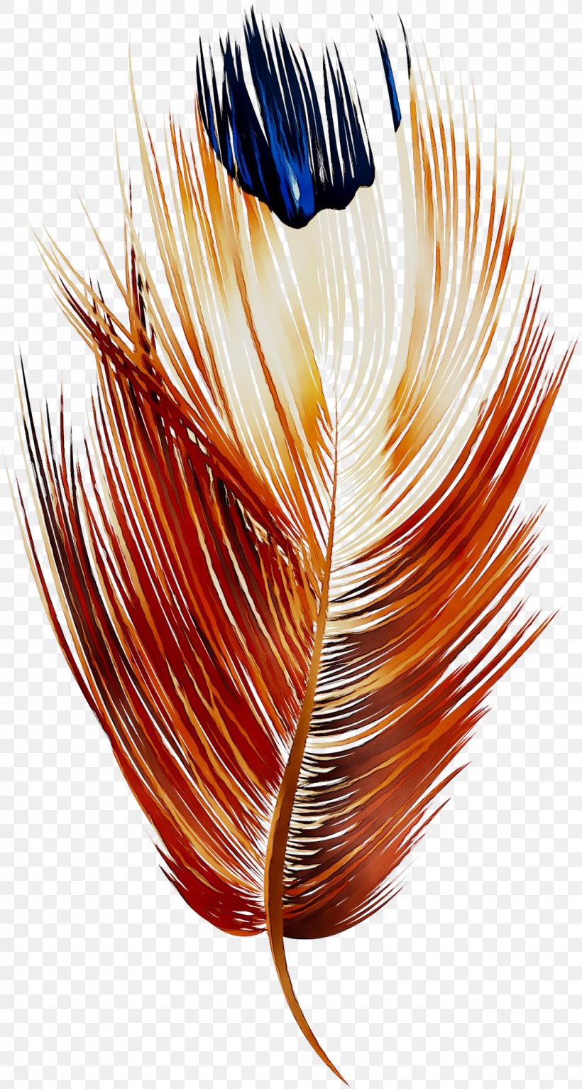 Feather Orange S.A., PNG, 1130x2113px, Feather, Fashion Accessory, Hair Coloring, Natural Material, Orange Download Free