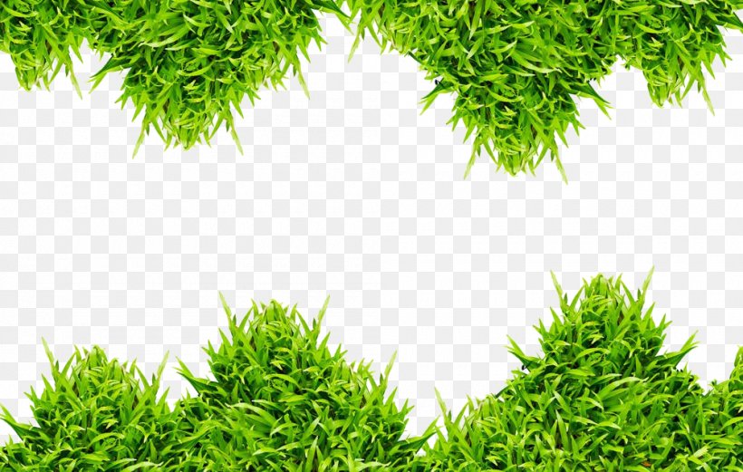 Grass Green Photography, PNG, 1000x636px, Grass, Drawing, Evergreen, Fond Blanc, Grass Family Download Free