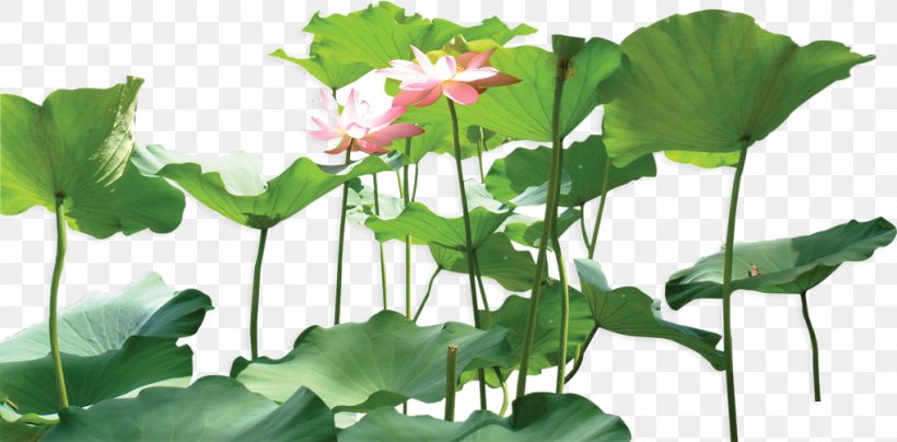 Nelumbo Nucifera Leaf Plant, PNG, 1017x502px, Nelumbo Nucifera, Annual Plant, Aquatic Plant, Chinese Garden, Color Download Free