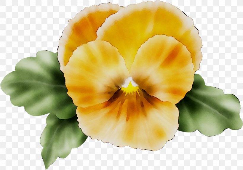 Pansy Yellow Cut Flowers Herbaceous Plant, PNG, 1458x1021px, Pansy, Cut Flowers, Flower, Flowering Plant, Herbaceous Plant Download Free