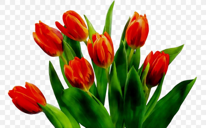 Tulip Plant Stem Cut Flowers Bud Petal, PNG, 2400x1500px, Tulip, Botany, Bud, Cut Flowers, Floral Design Download Free